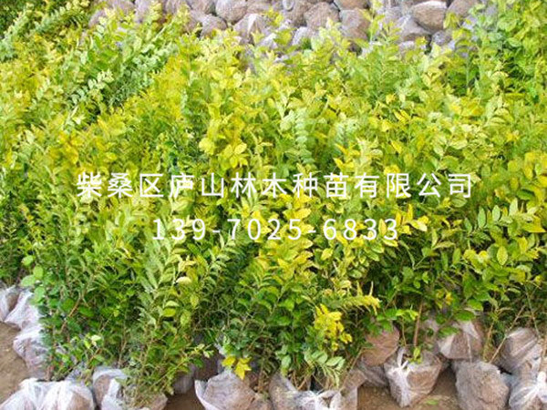 金叶女贞