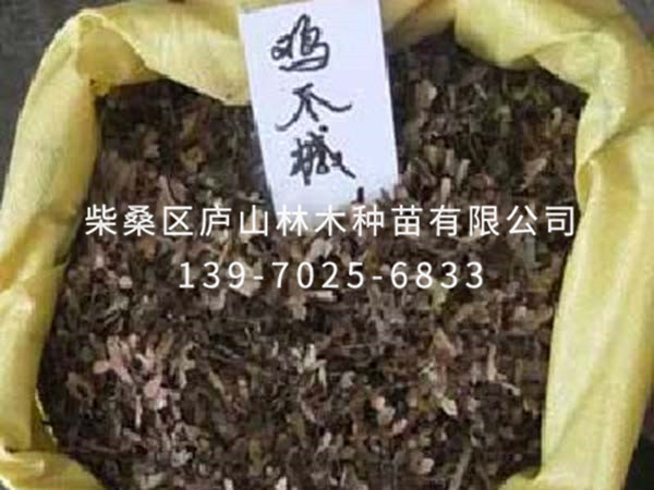 鸡爪槭种子